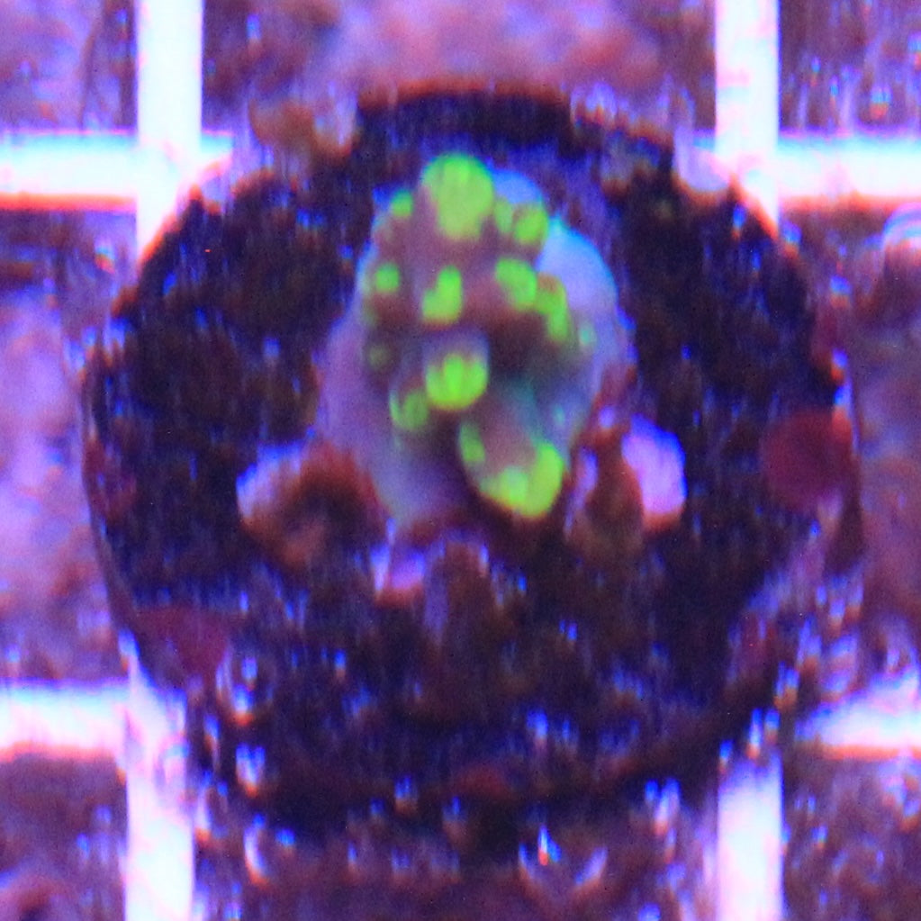 ARC Proximo Acropora