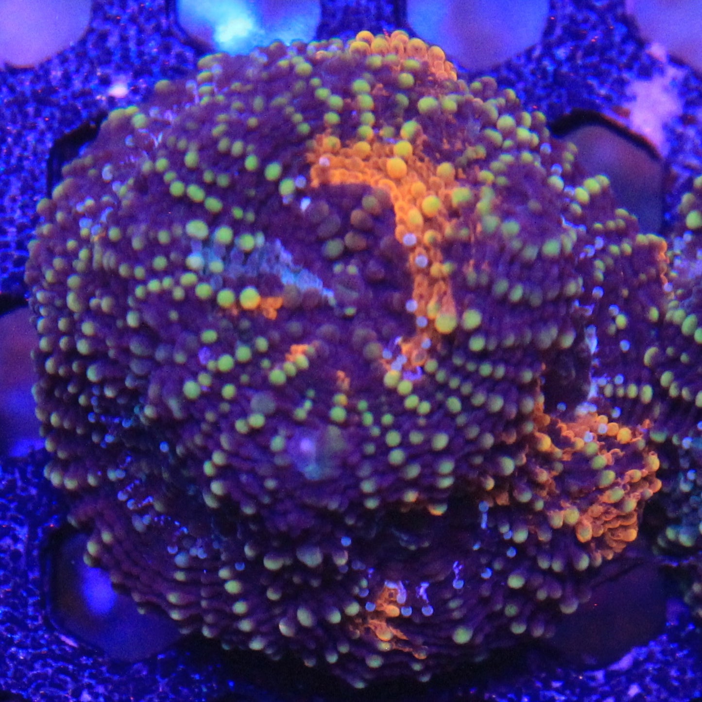 Acan Enchinata