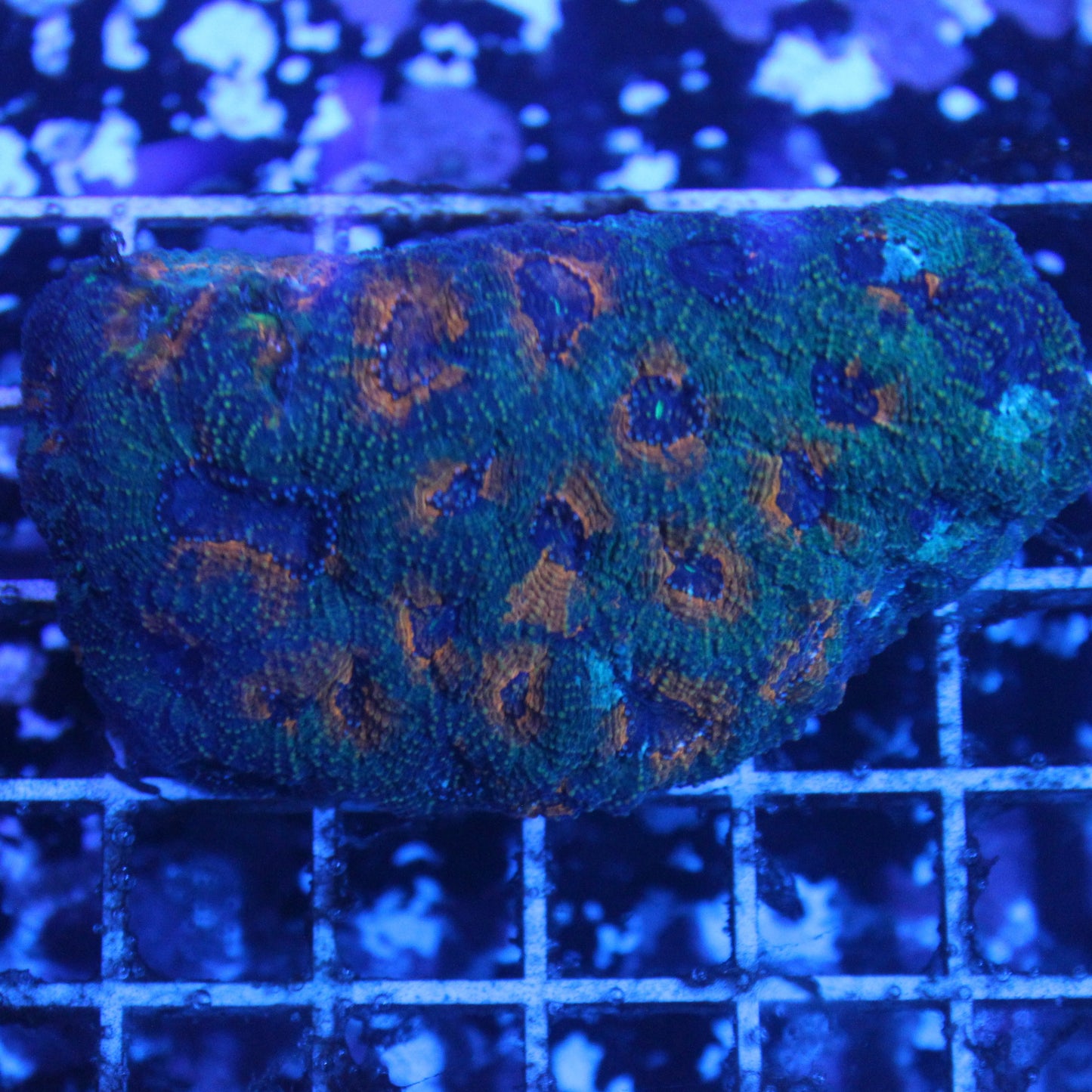 Acan Enchinata Colony