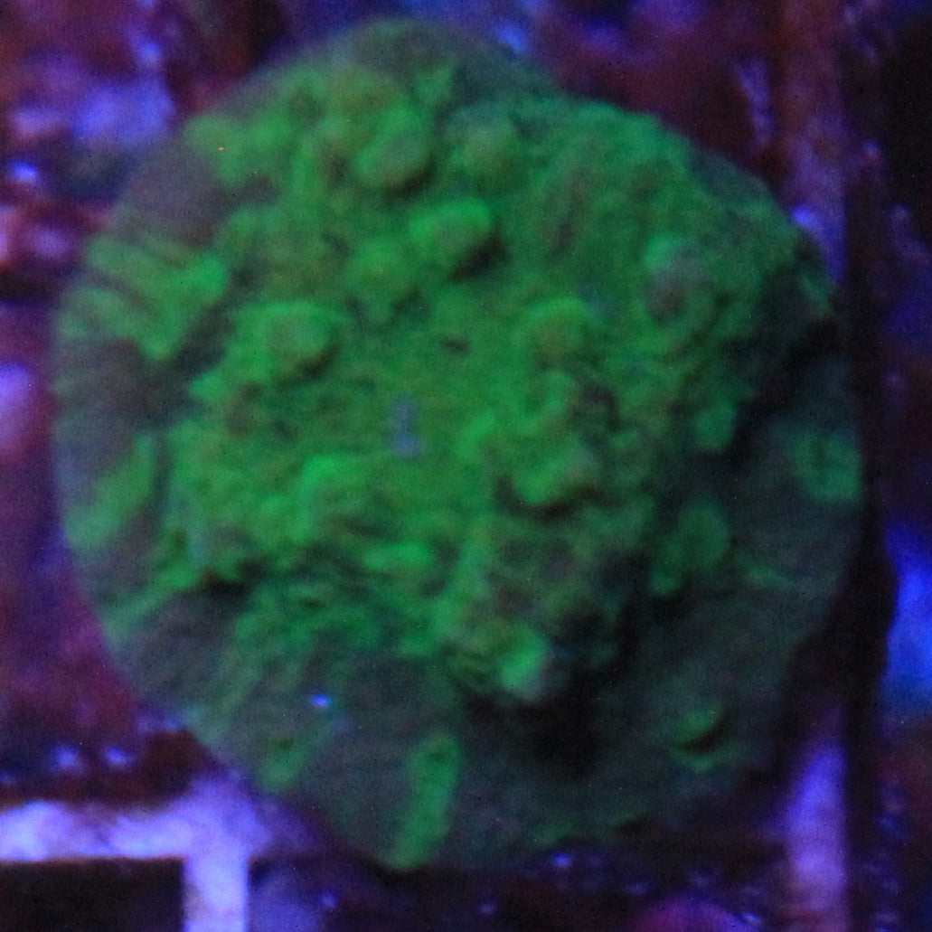 Acid Shower Asteopora