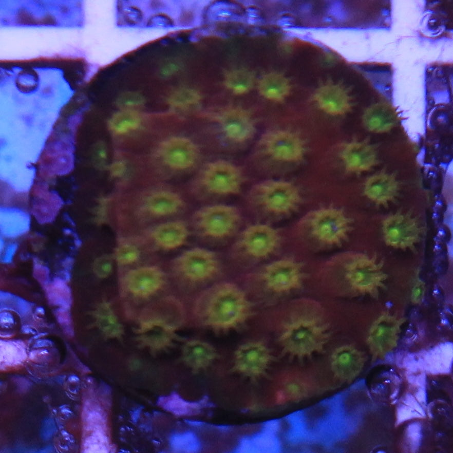 Alien Eye Cyphastrea