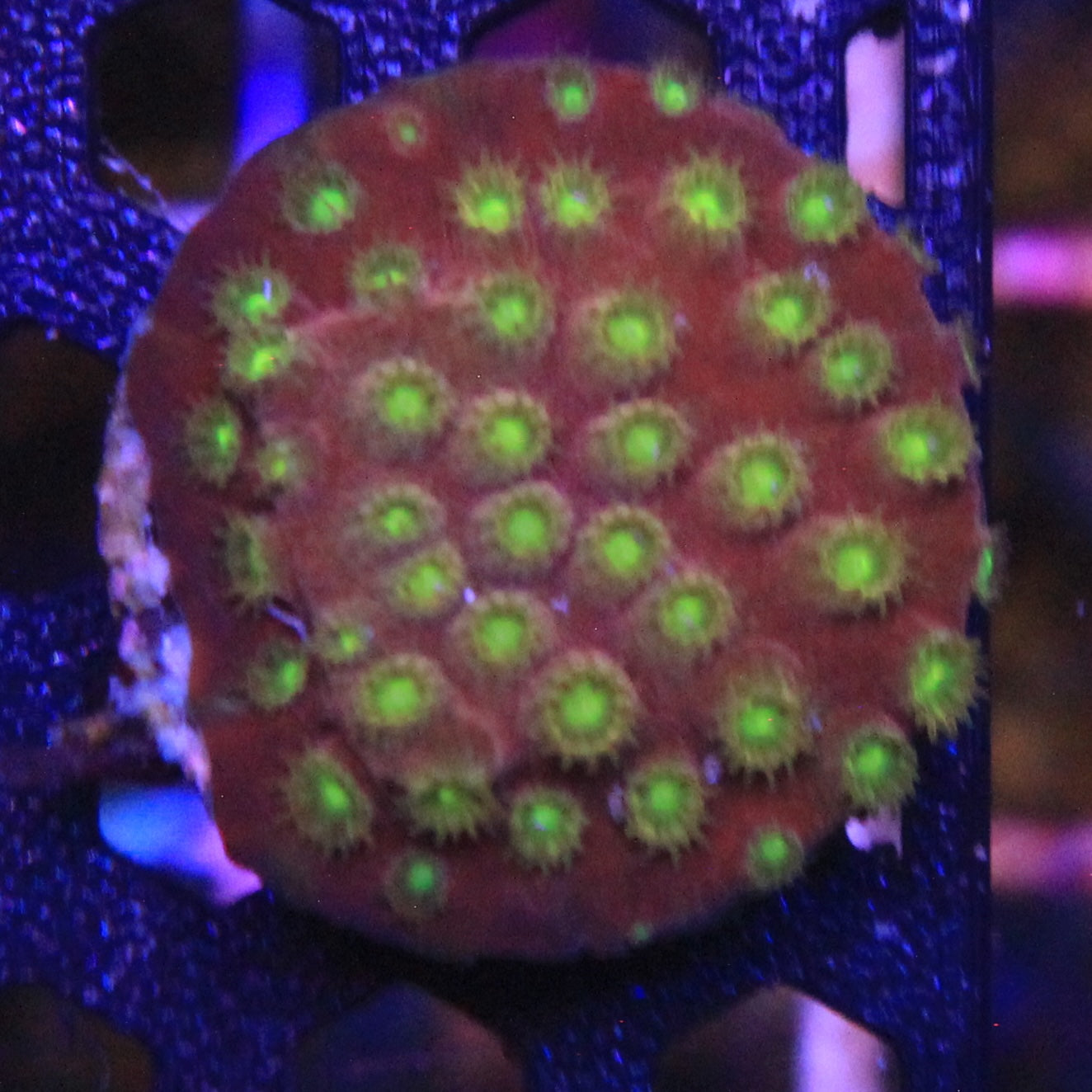 Alien Eye Cyphastrea