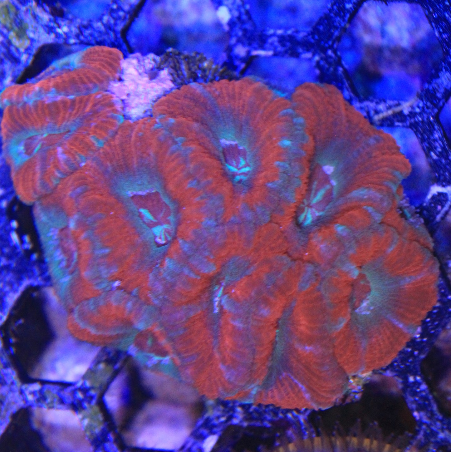 Asian Acan