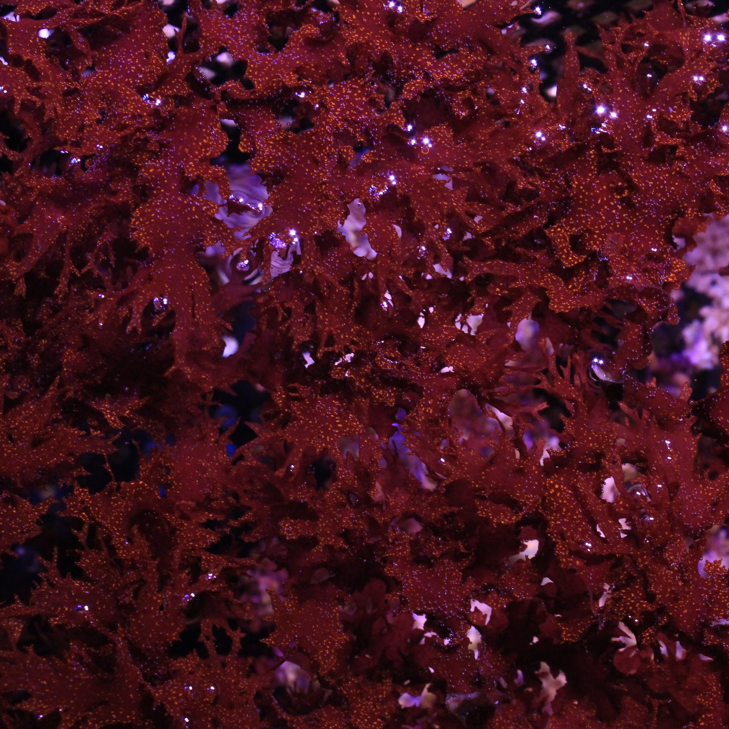 Atomic Broccoli Macro Algae