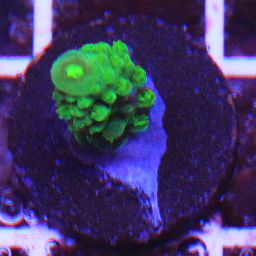 Bali Green Slimer Acro