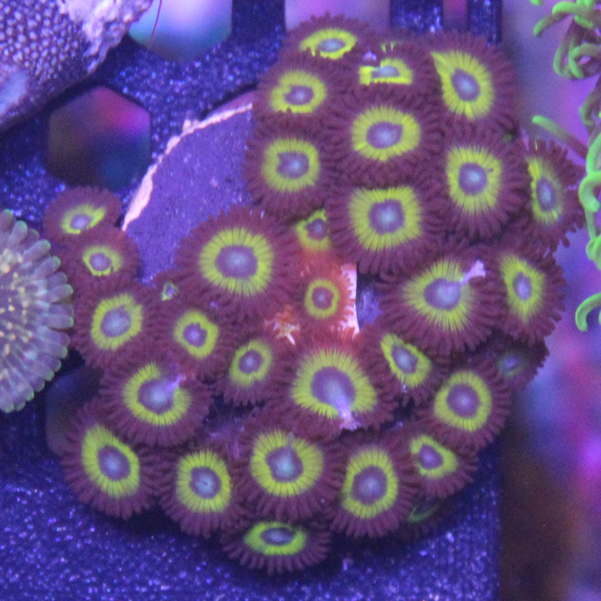 Black Bella Zoa