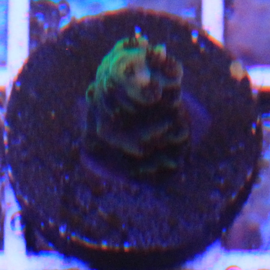 Black Cherry Acro