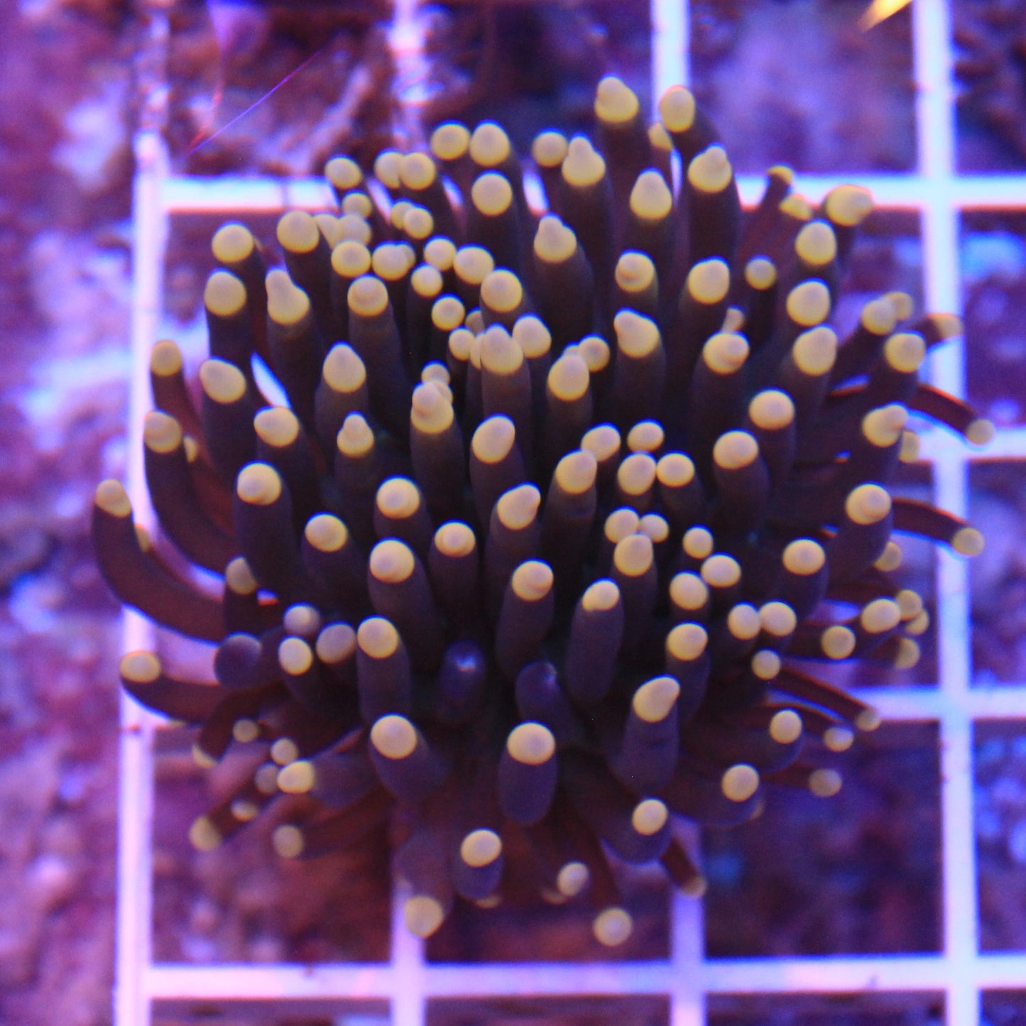 Blacklight Torch