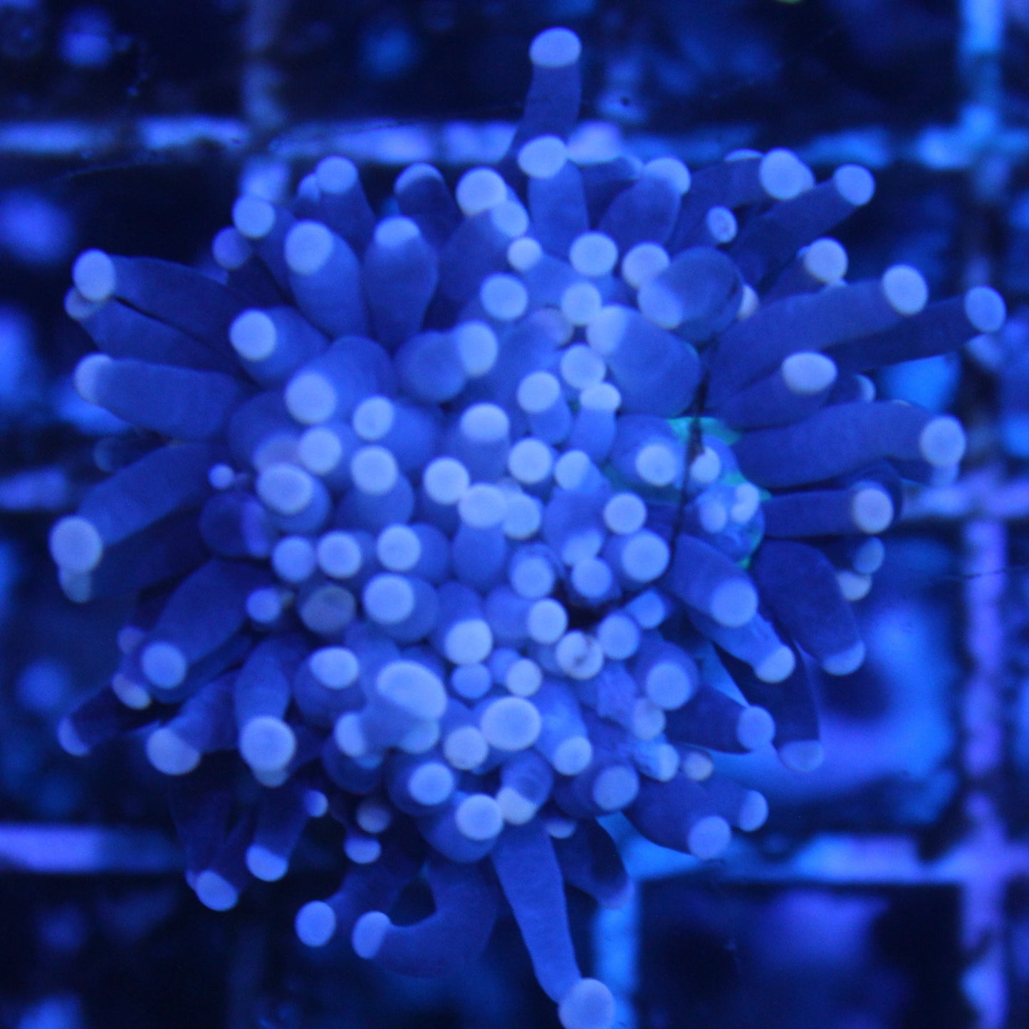 Black with Pink Tip Torch