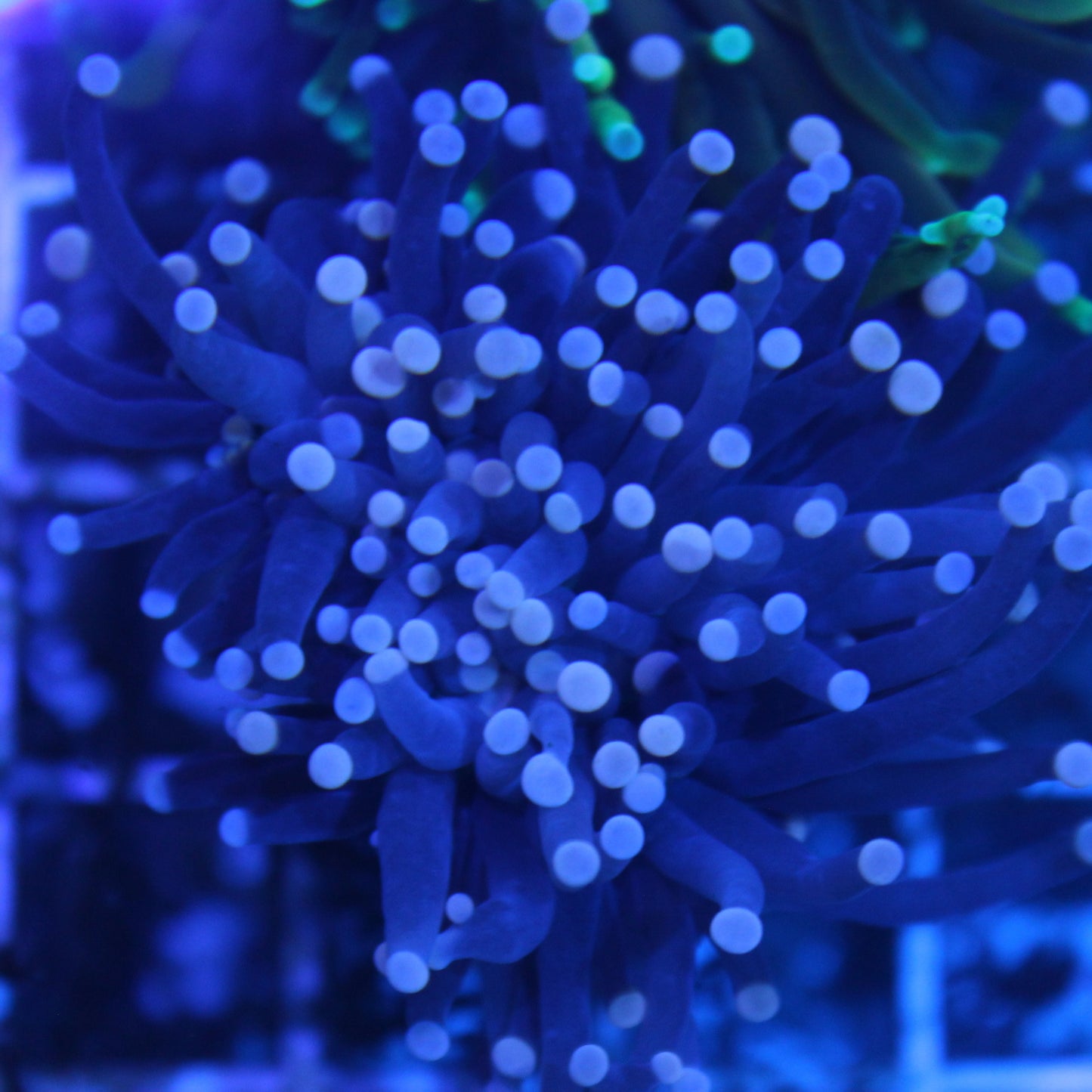 Black with Pink Tip Torch