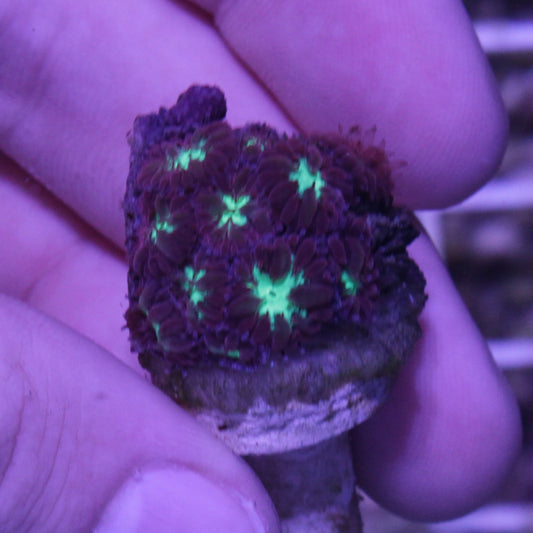 Blastomussa Merletti