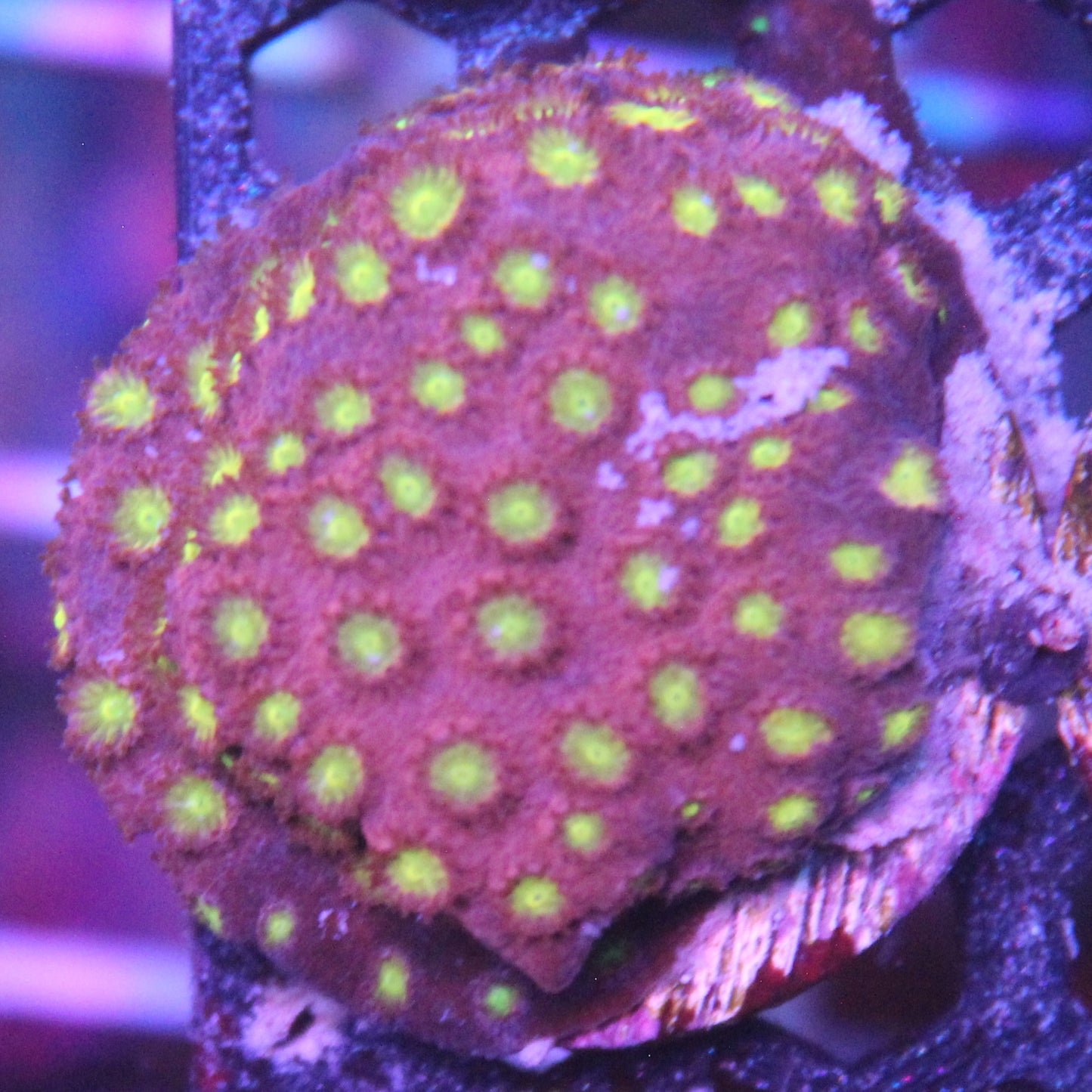 Bling Bling Cyphastrea
