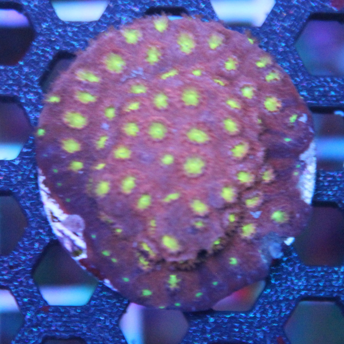 Bling Bling Cyphastrea