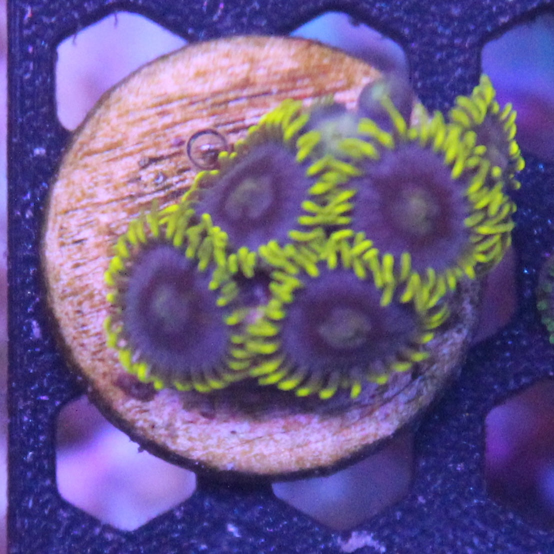 Blueberry Field Zoa