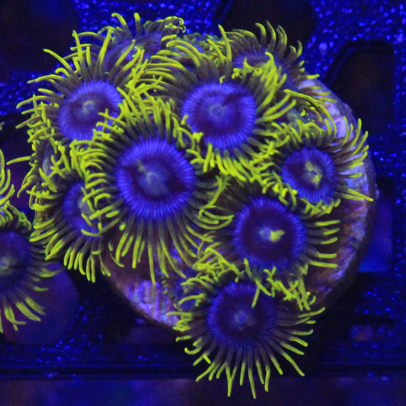 Blueberry Fields Zoa