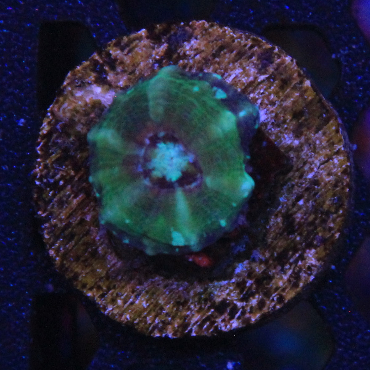 Captive Spawn Scoly