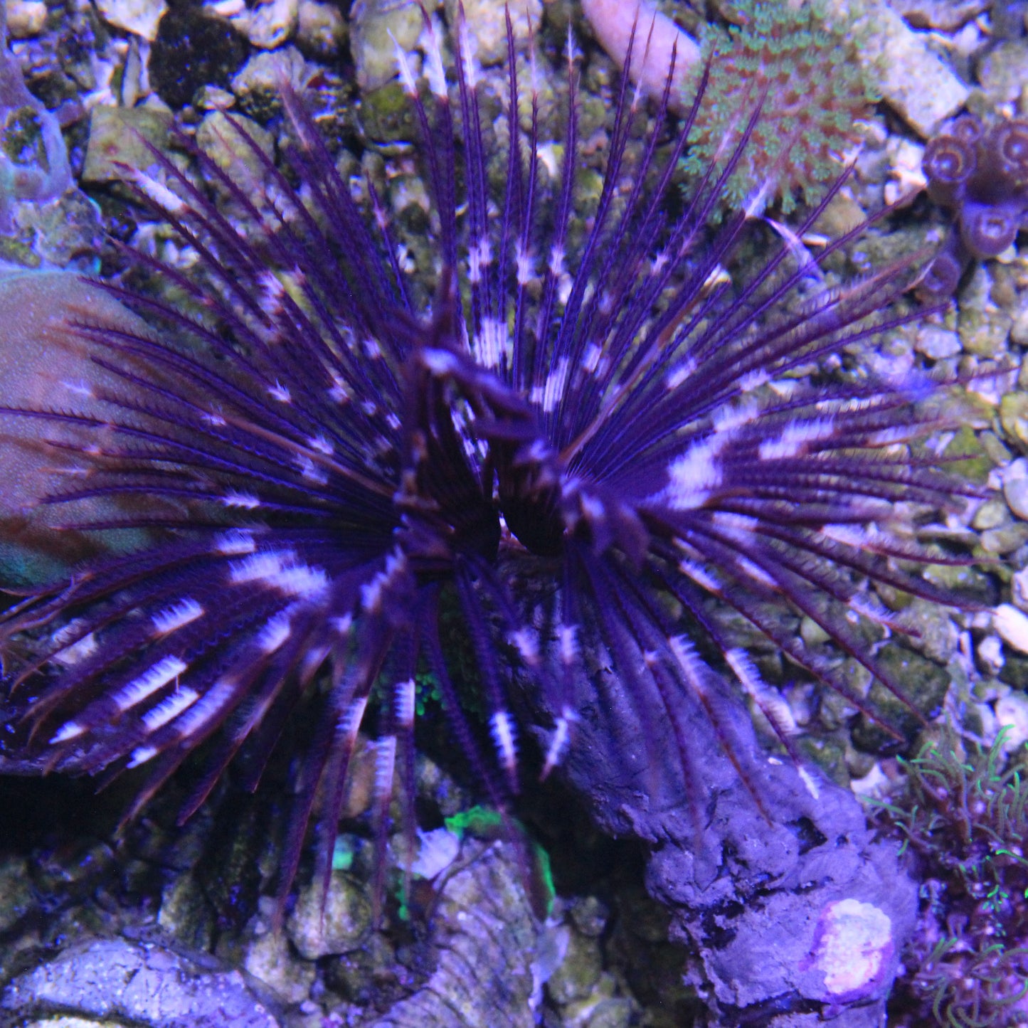 Caribean Feather Duster