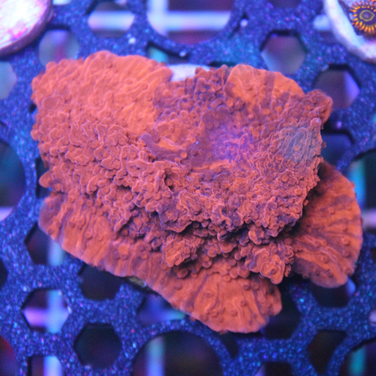Cherry Garcia Grafted Montipora