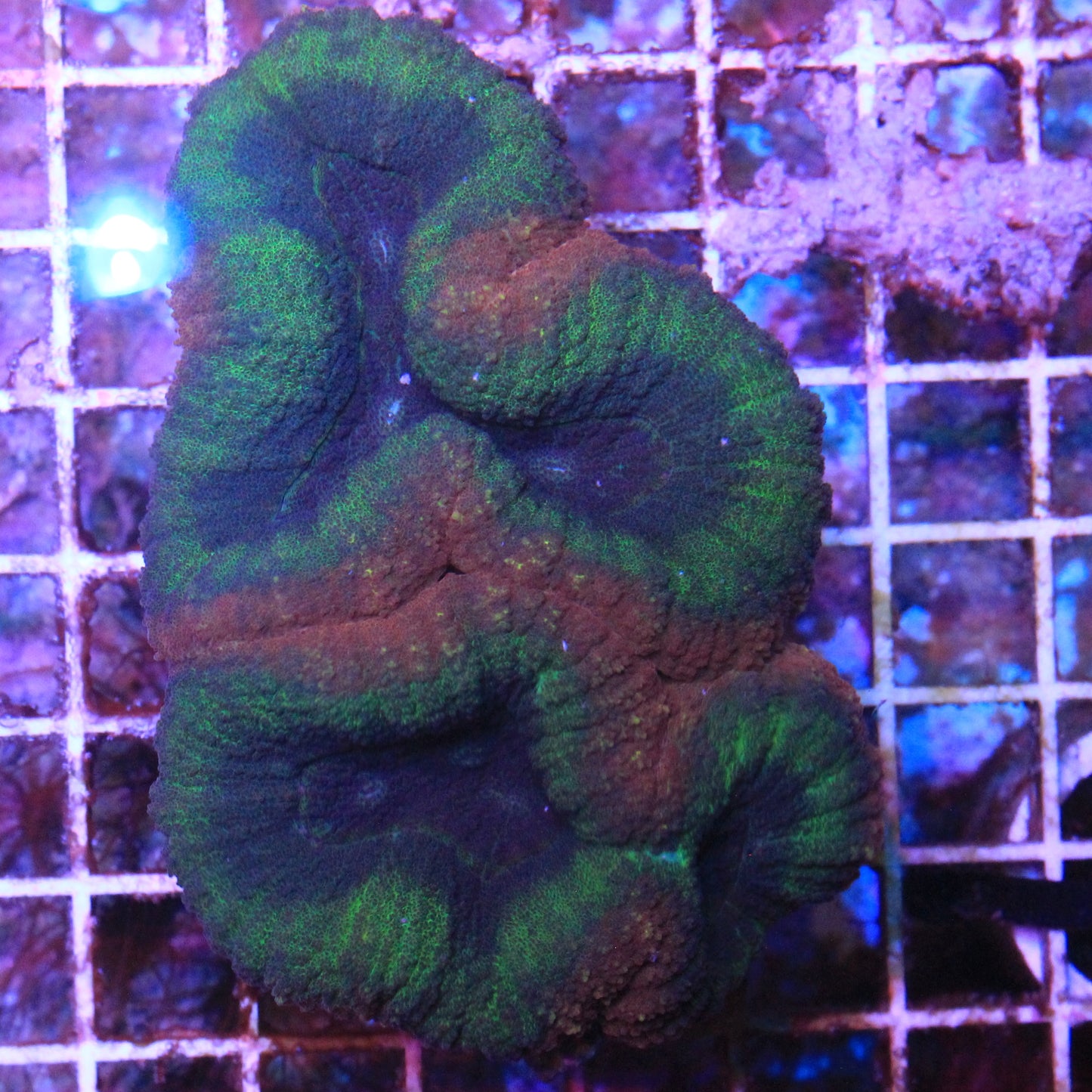 Christmas Lobophyllia