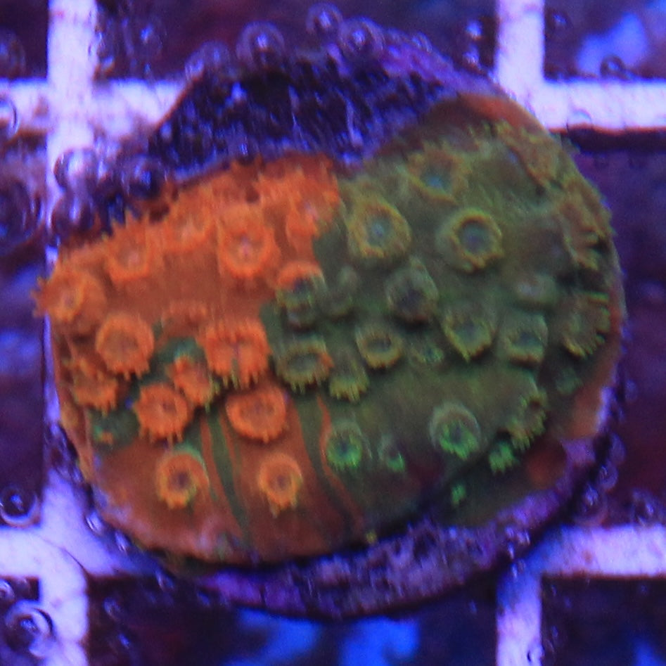 Circuit Breaker Cyphastrea