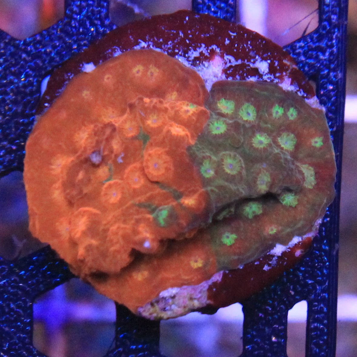 Circuit Breaker Cyphastrea