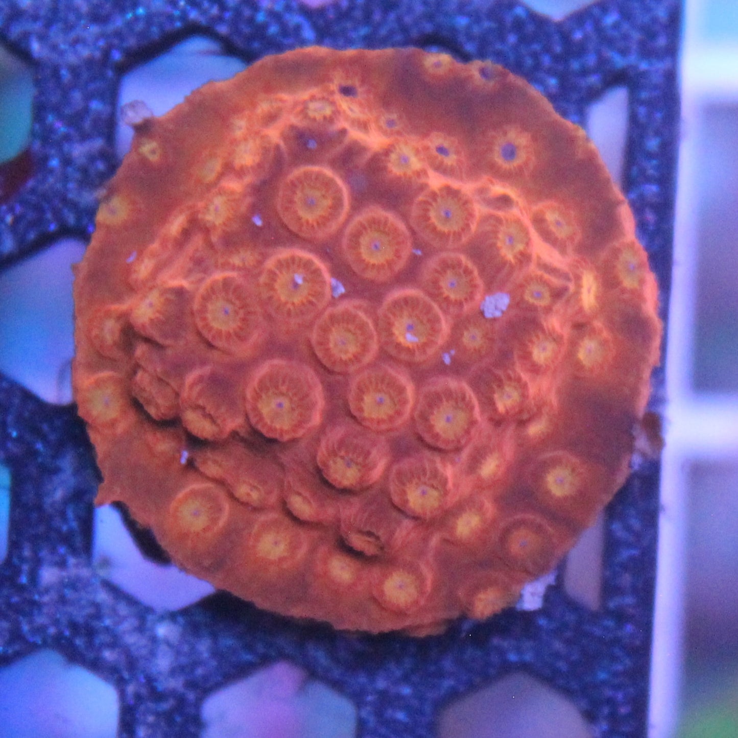 Citrus Burst Cyphastrea