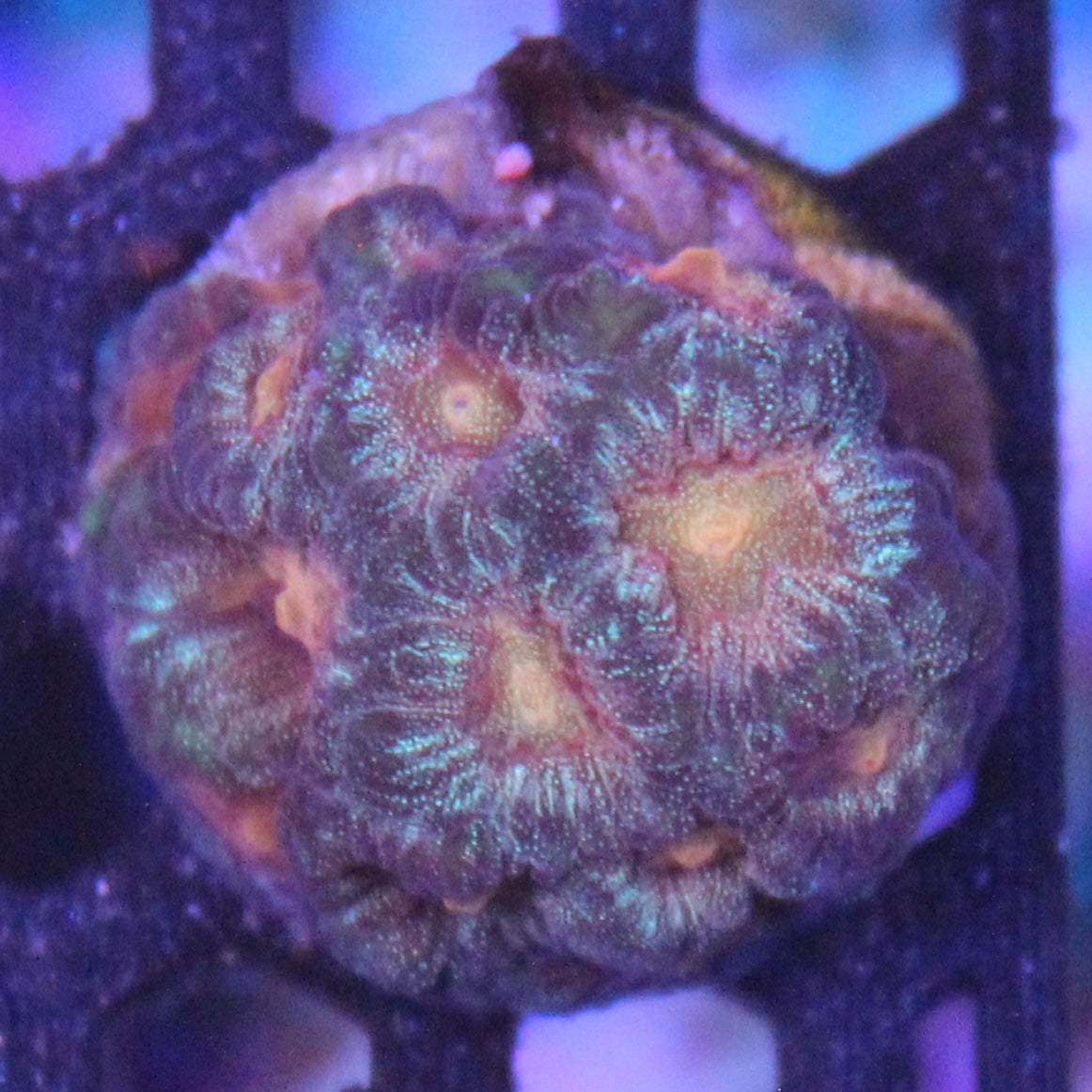 Citrus Favia