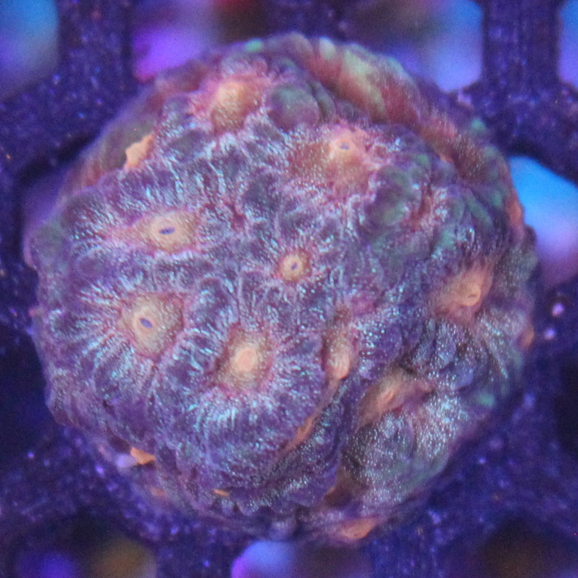 Citrus Favia