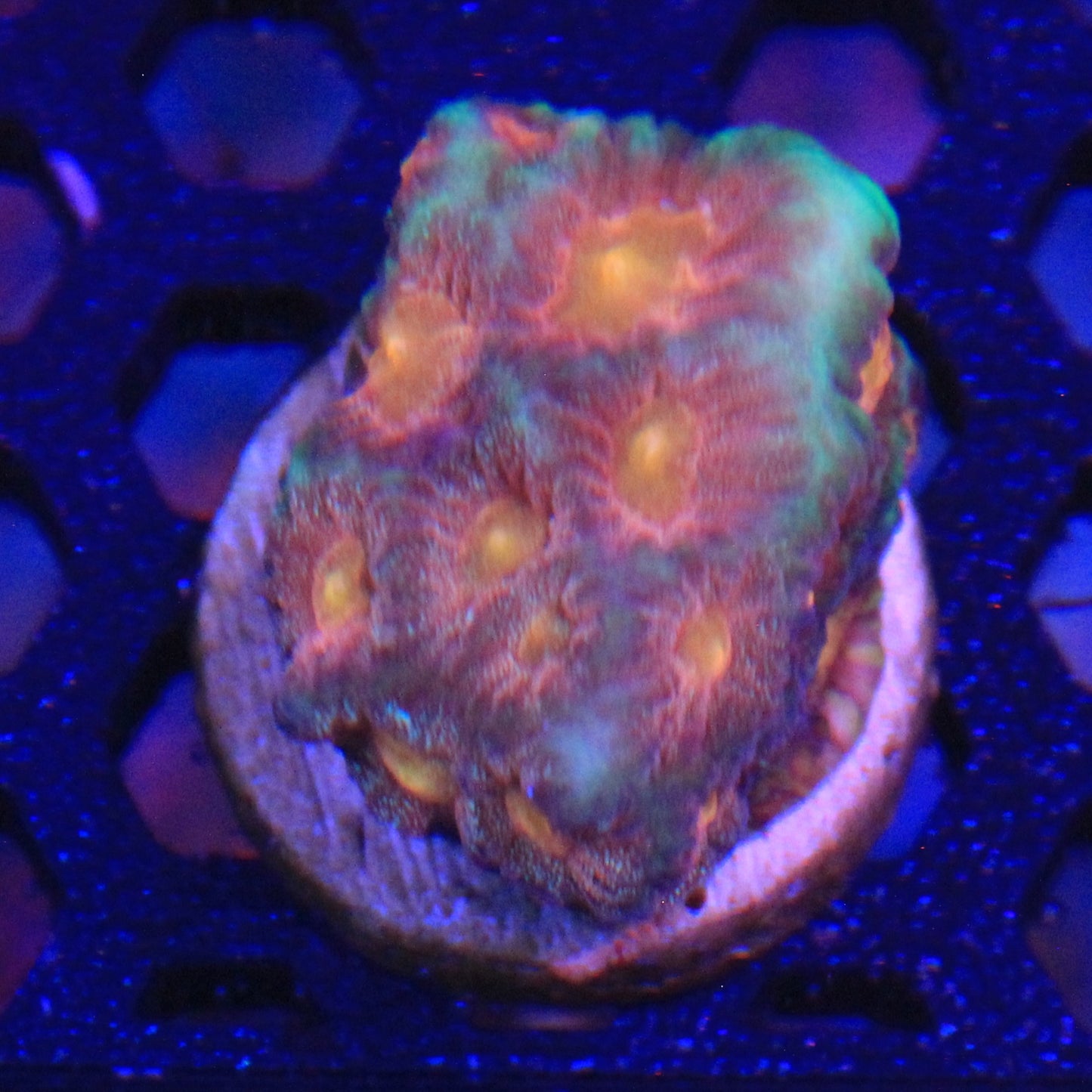 Citrus Splash Favia