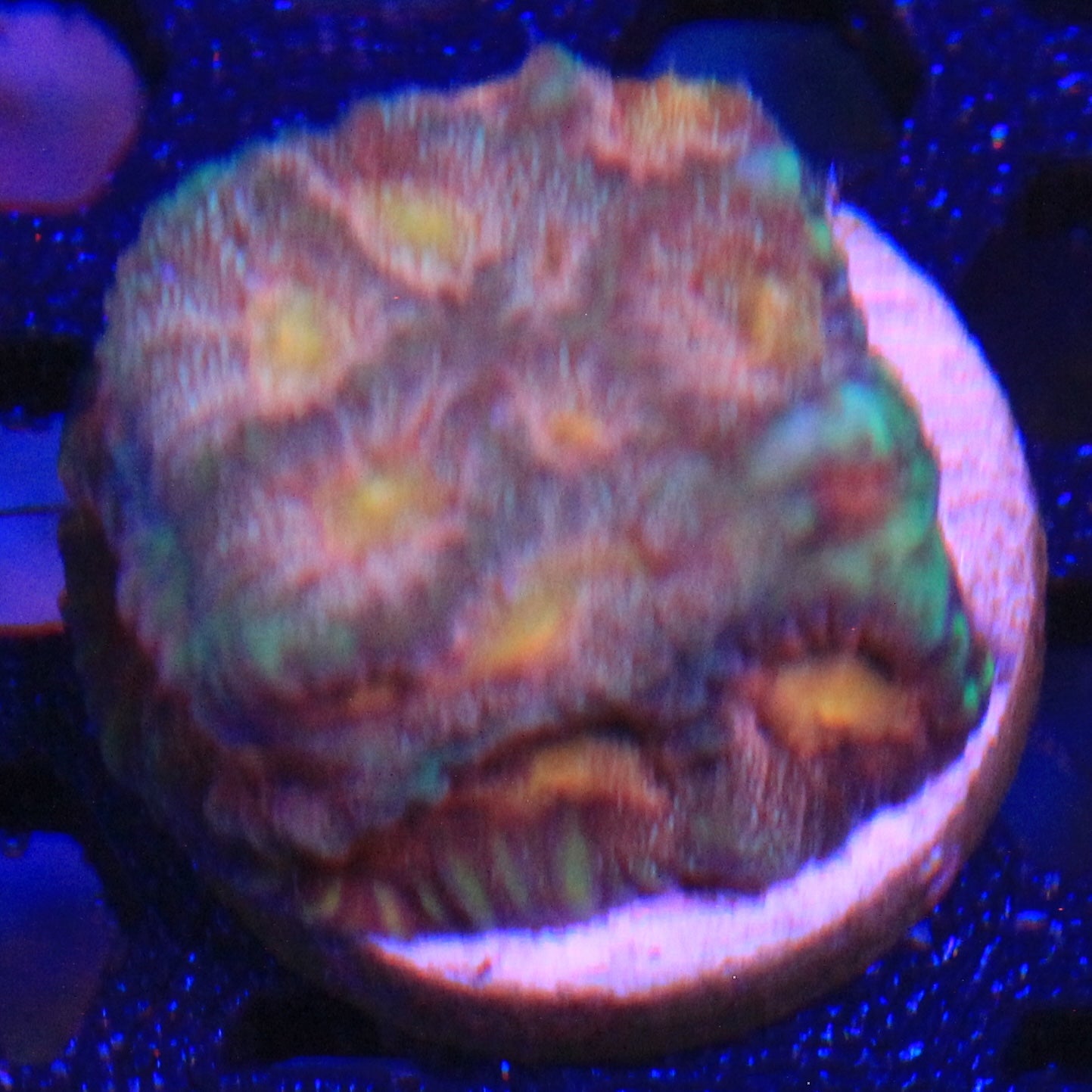 Citrus Splash Favia