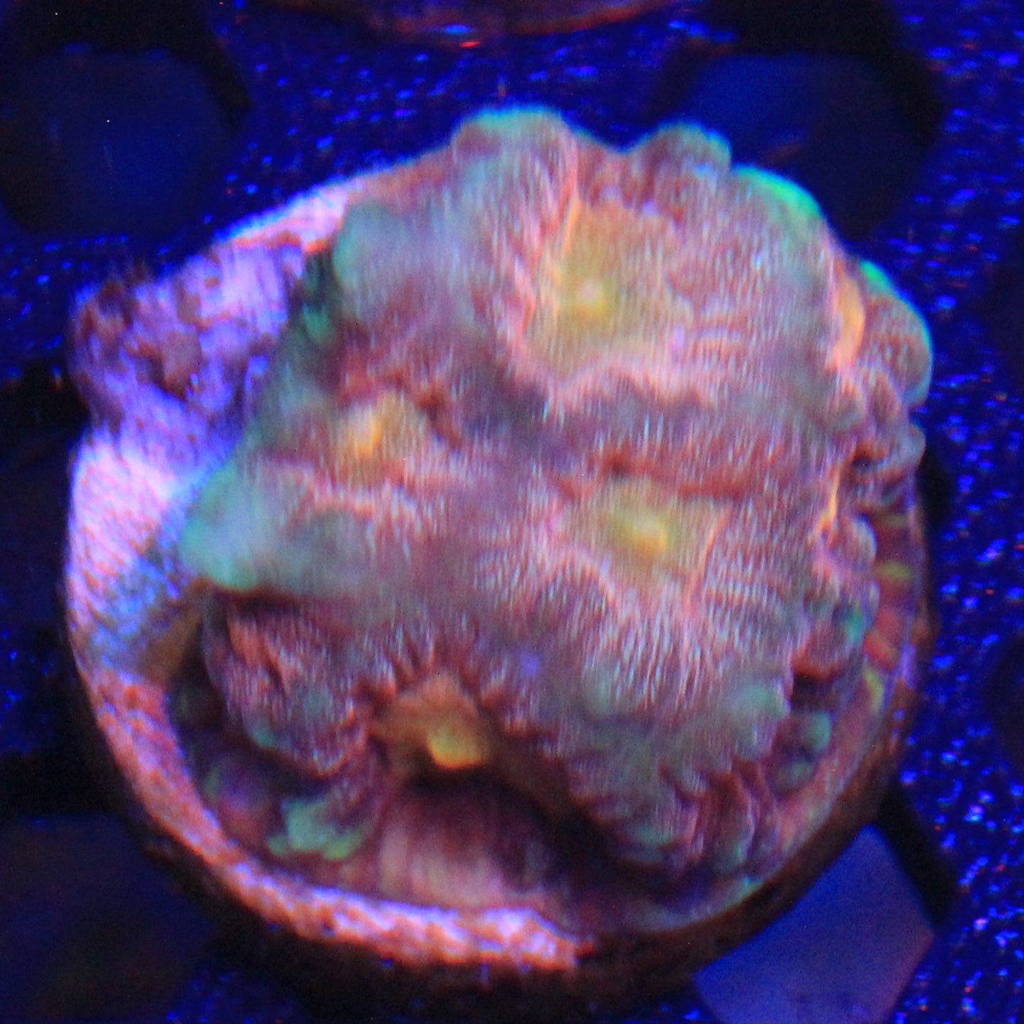 Citrus Splash Favia