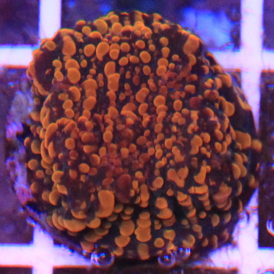 Cloudberries Chalice