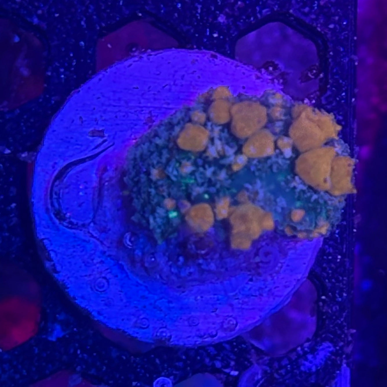 Sunkist Bounce Mushroom