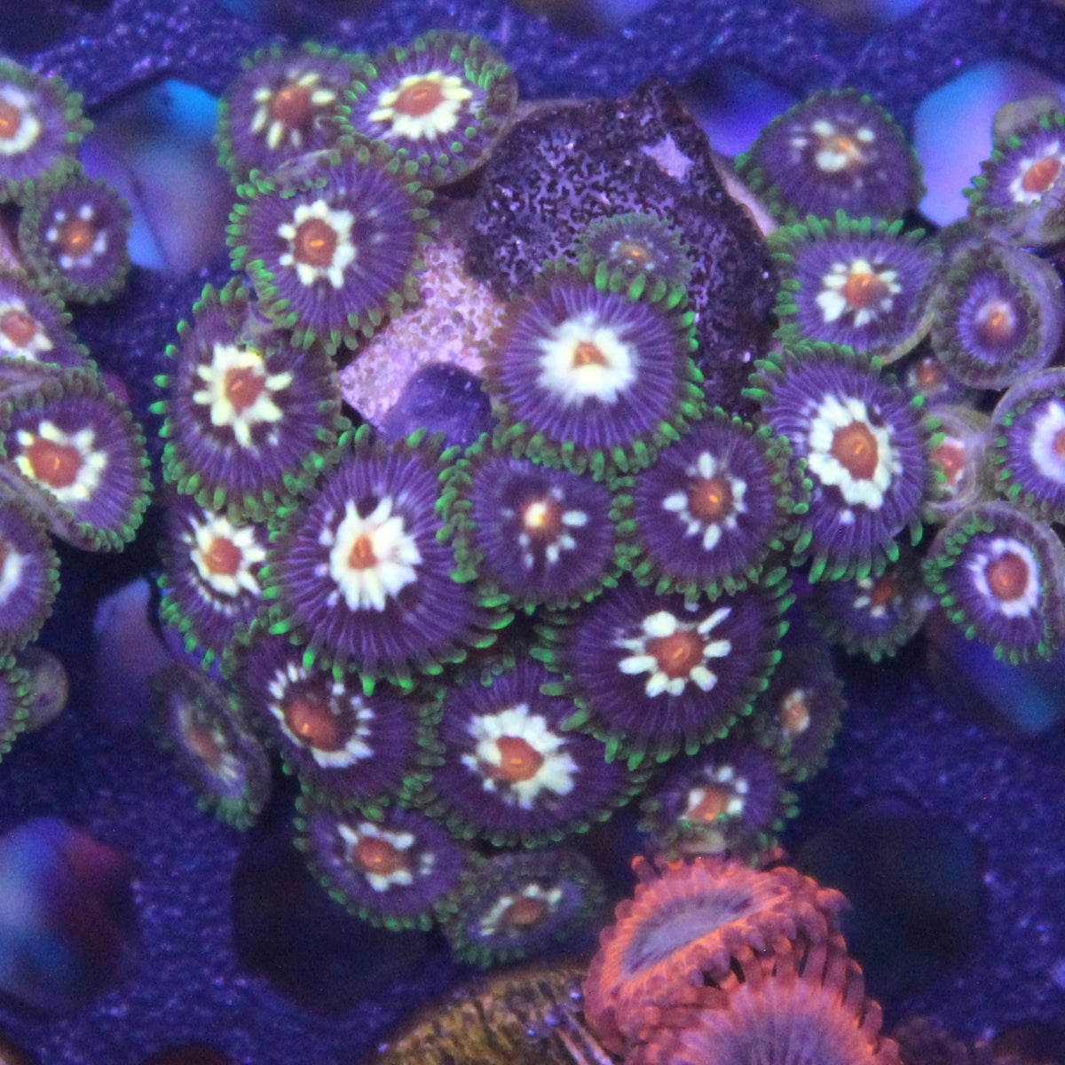 Daisy Cutter Zoa
