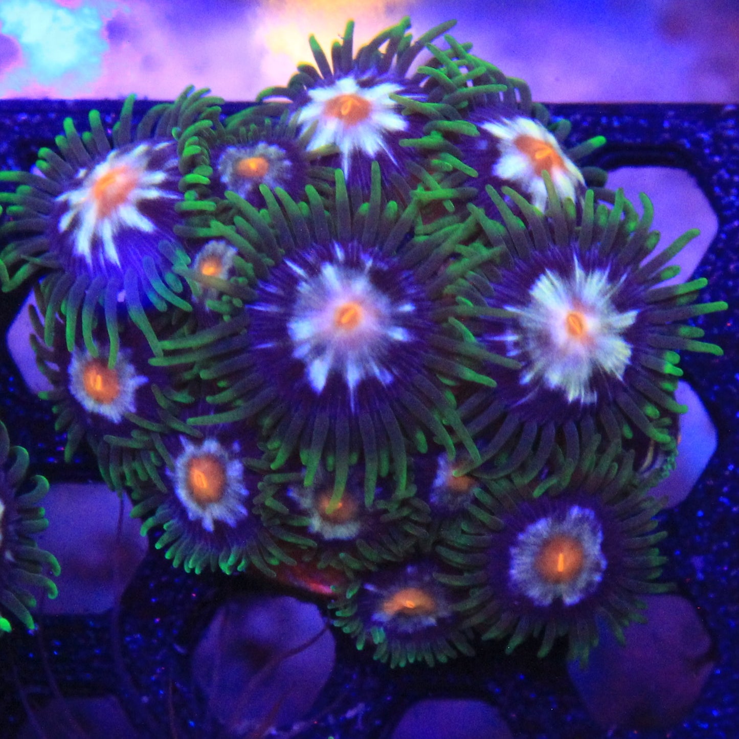 Daisy Cutter Zoa