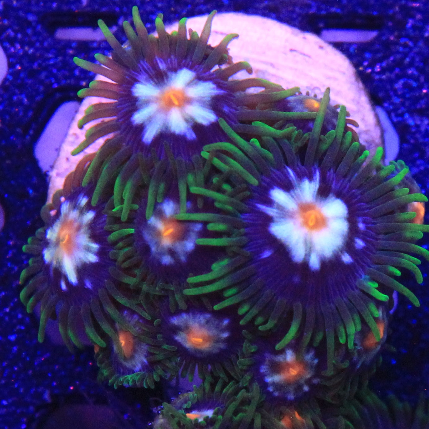 Daisy Cutter Zoa