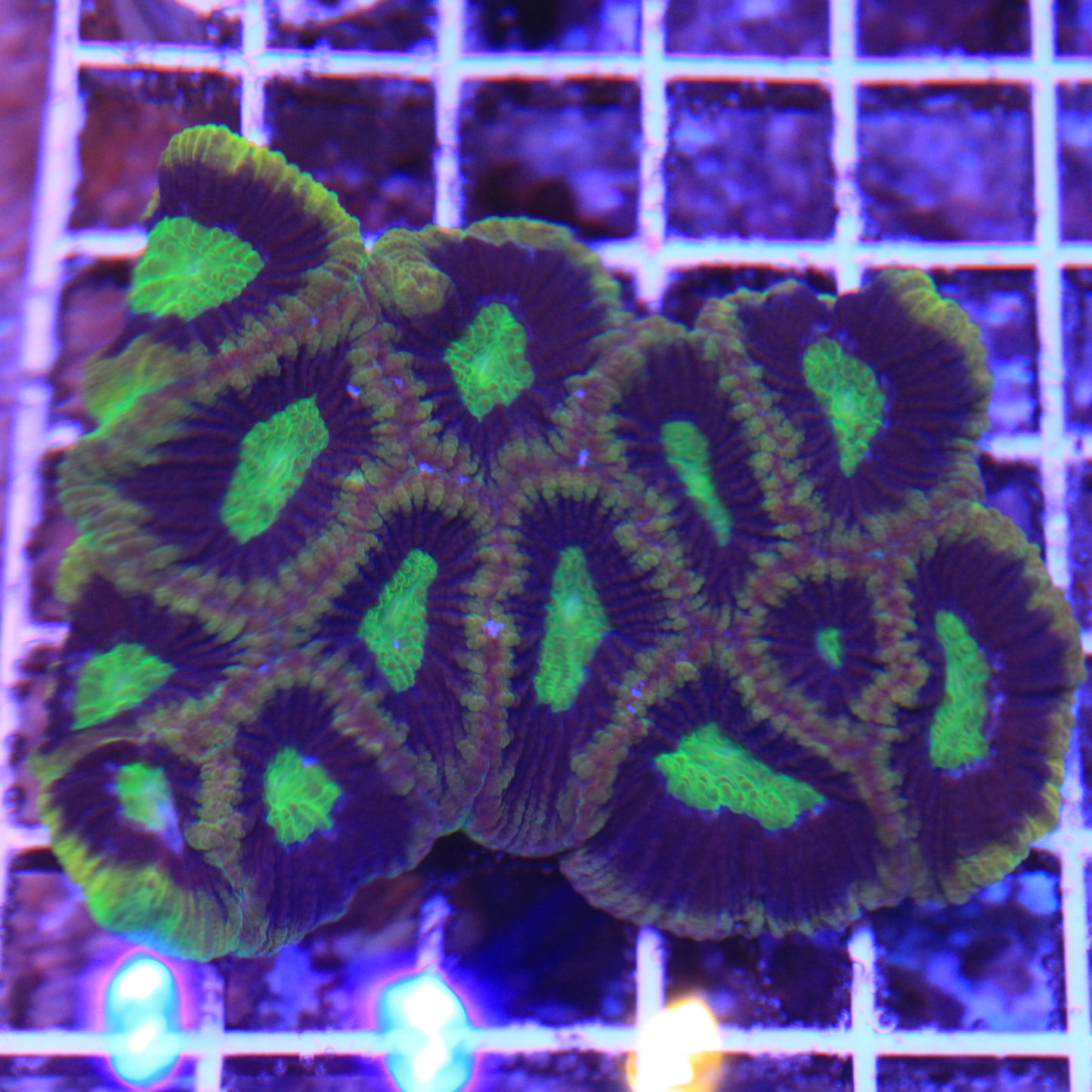 Dragon Soul Favia