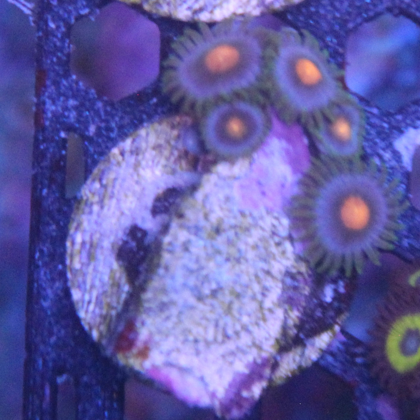 Duskwalker Zoa