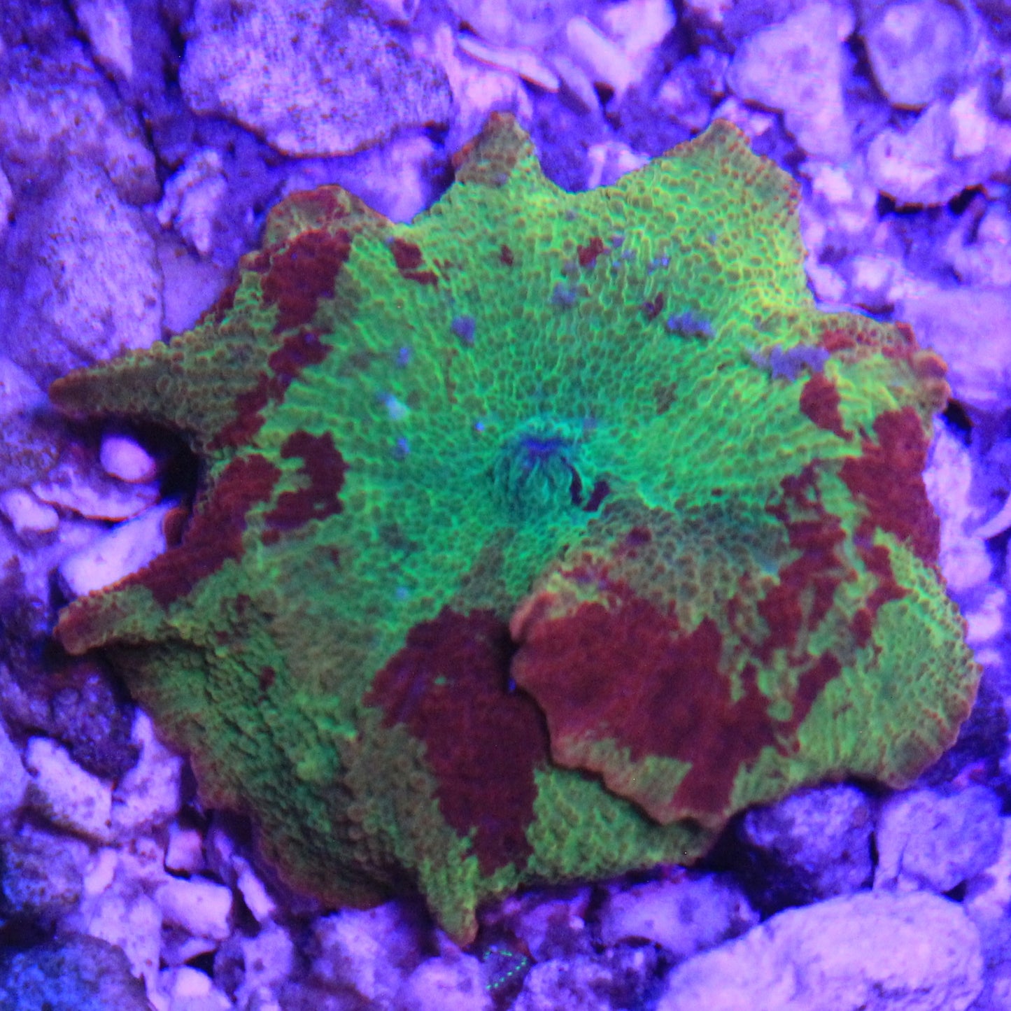 Electus Mushroom Tri-Color