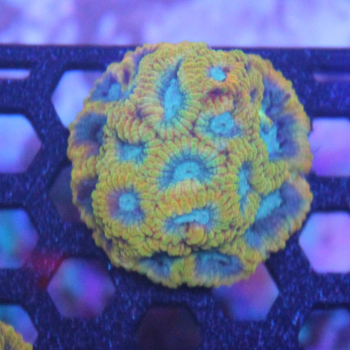 Favia of the Gods