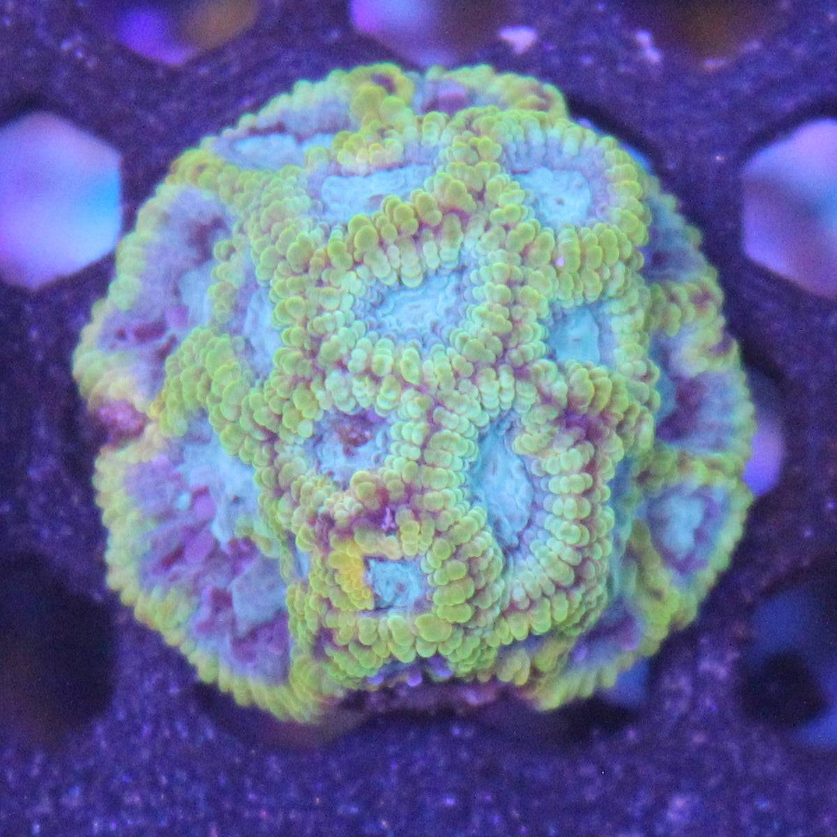 Favia of the Gods