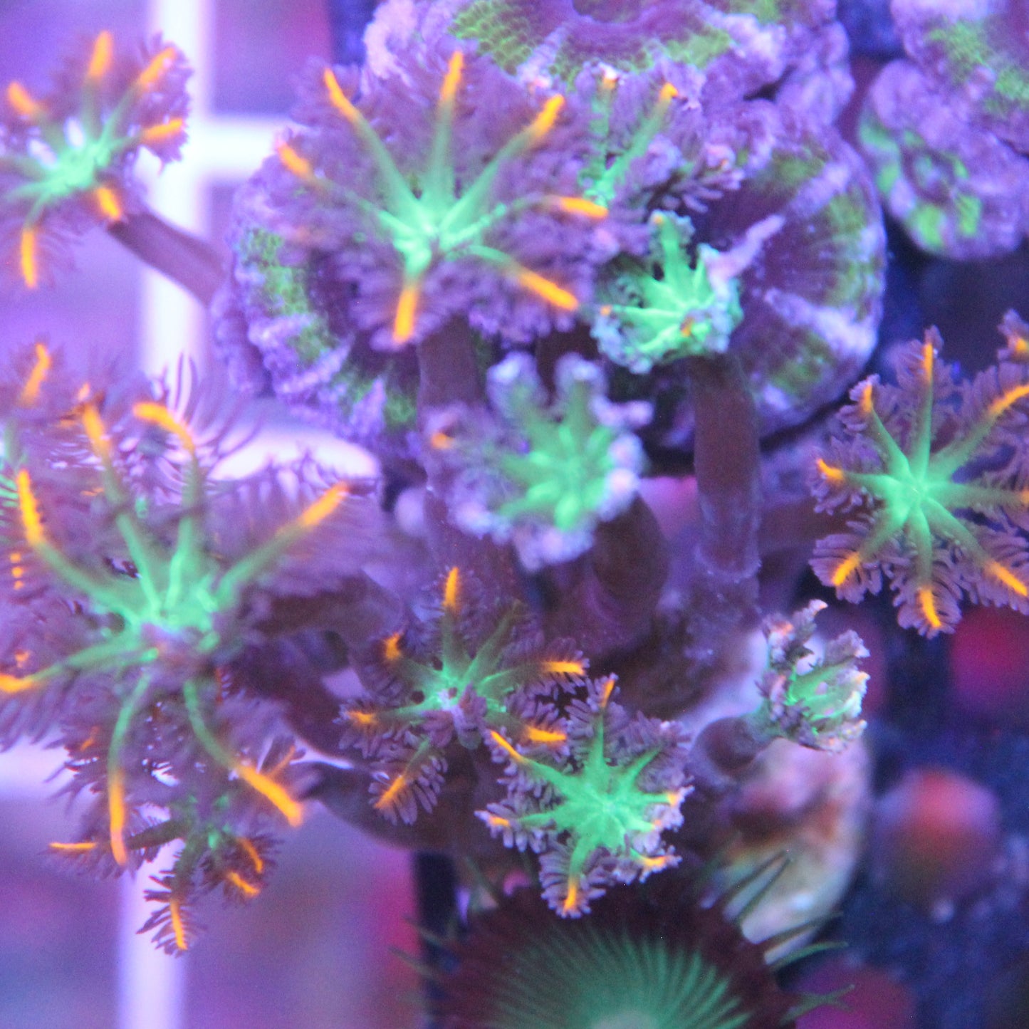 Firework Clove Polyps