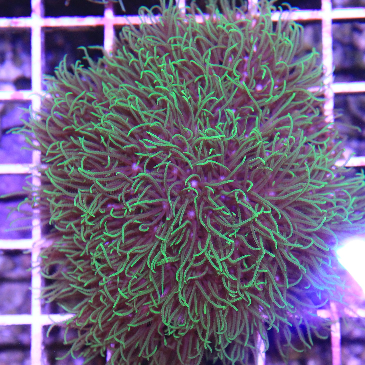 GSP