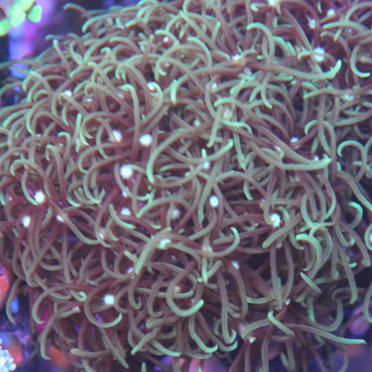 GSP Light Green