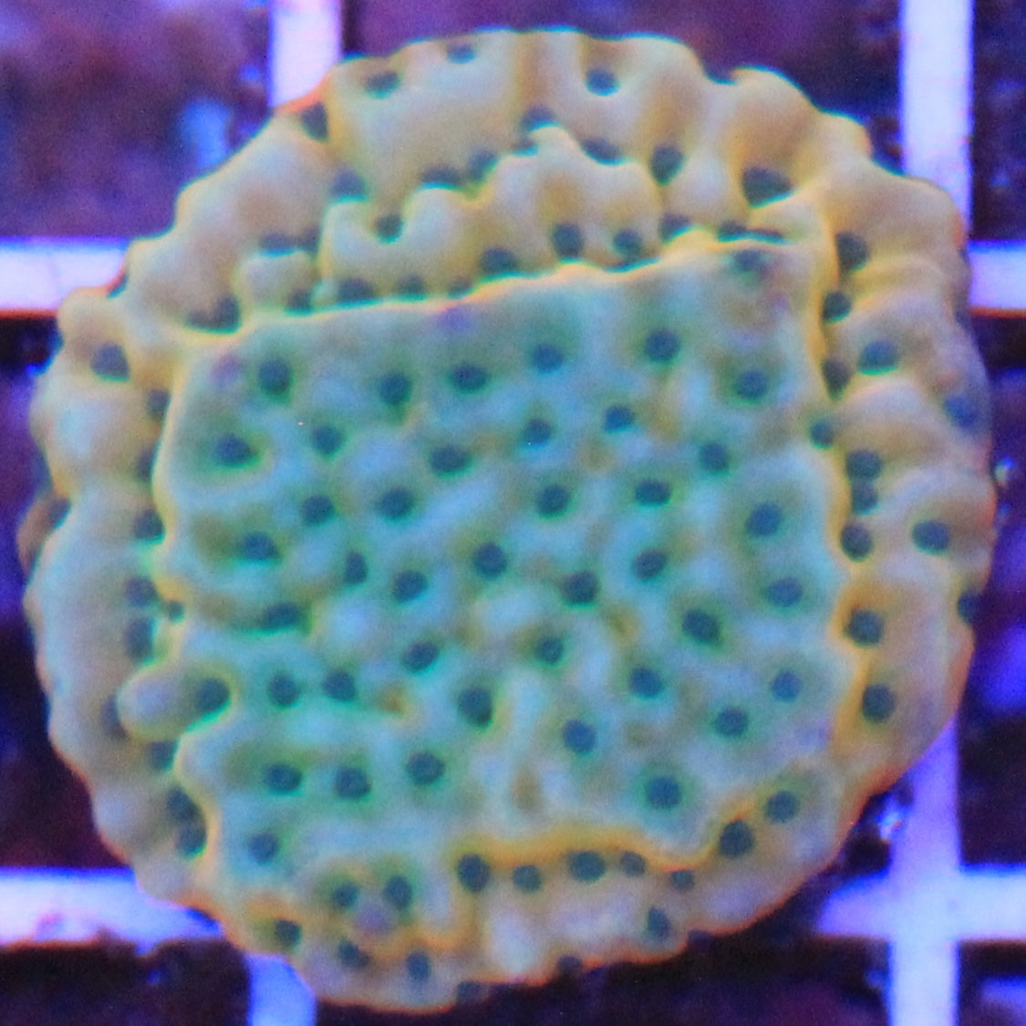 Garden of Eden Montipora