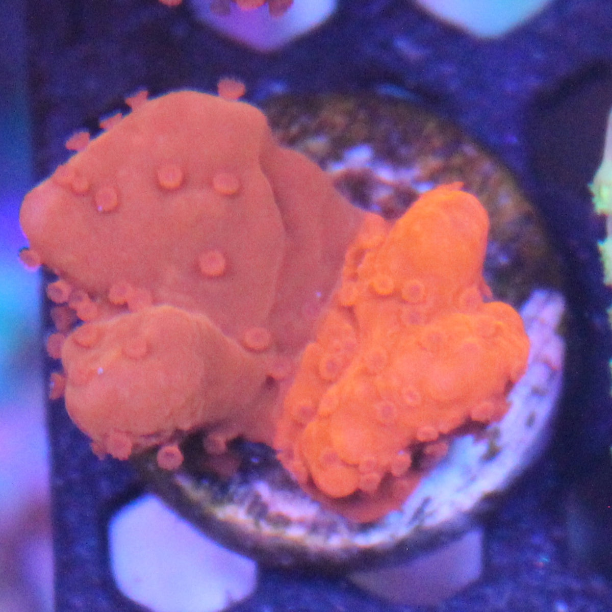 Grafted Setosa