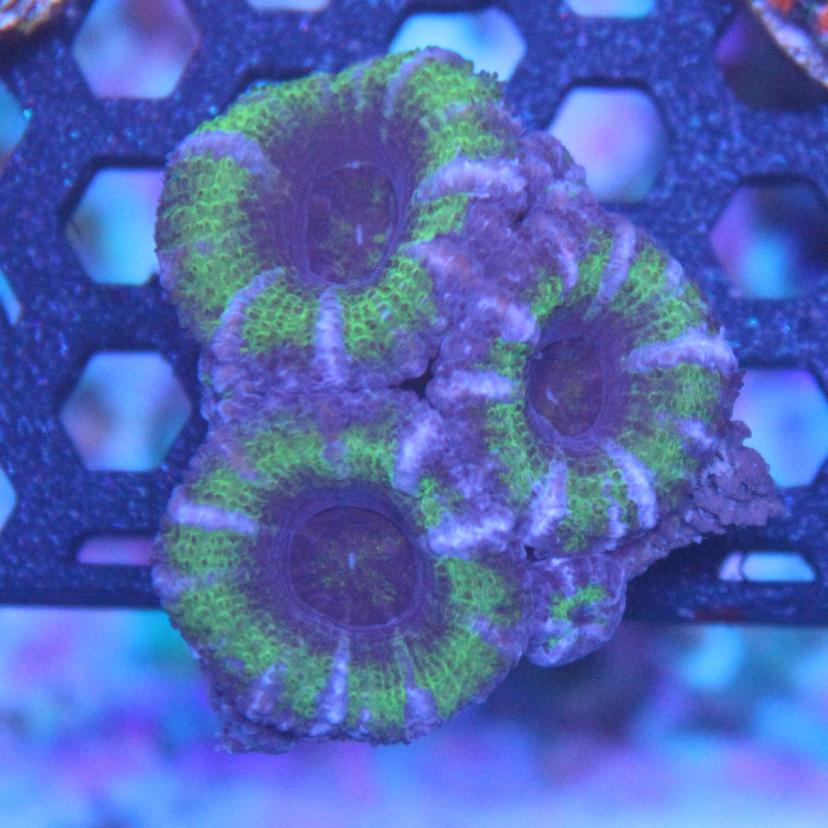 Green Acan