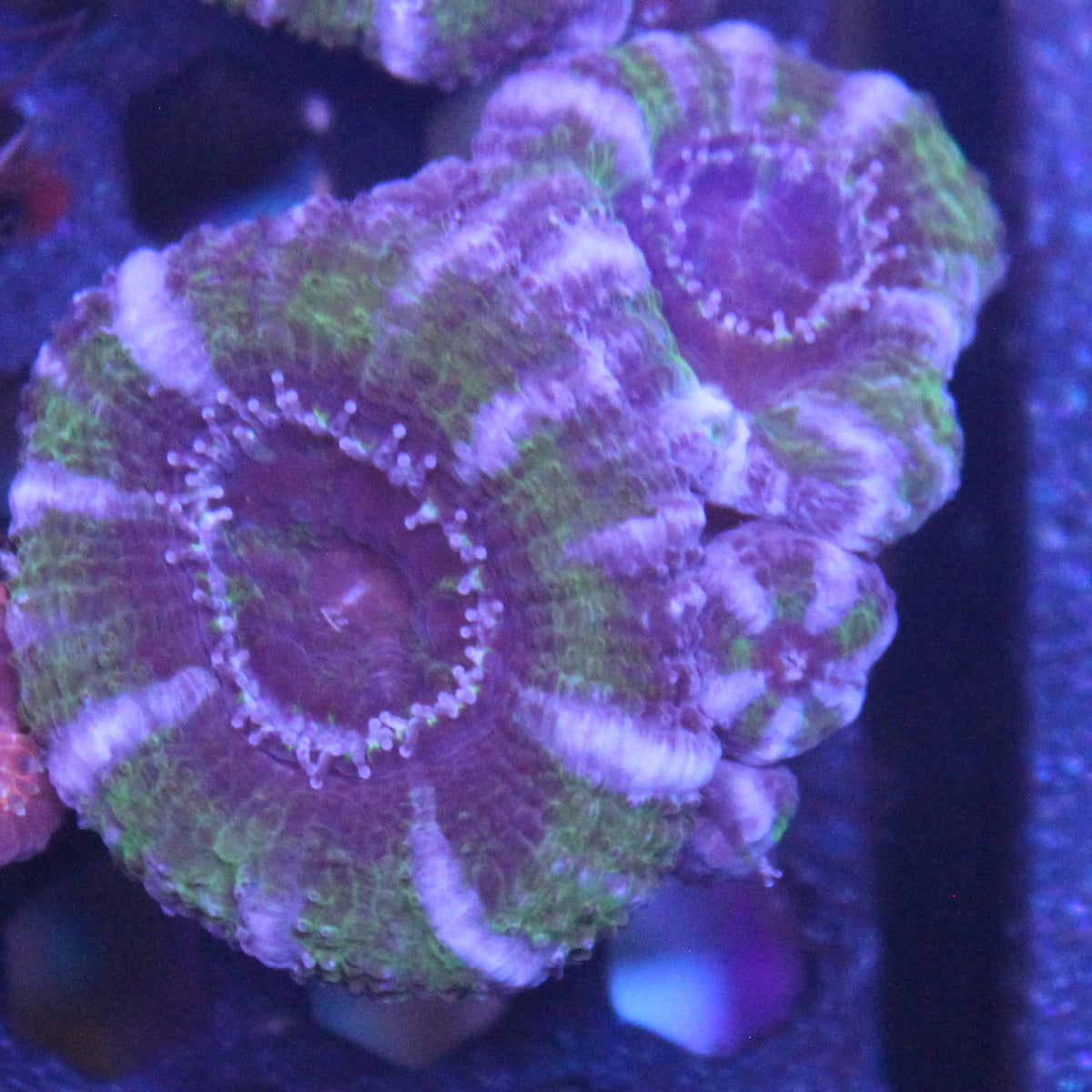 Green Acan