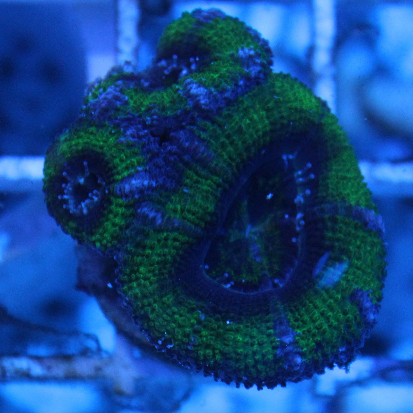Green Acan