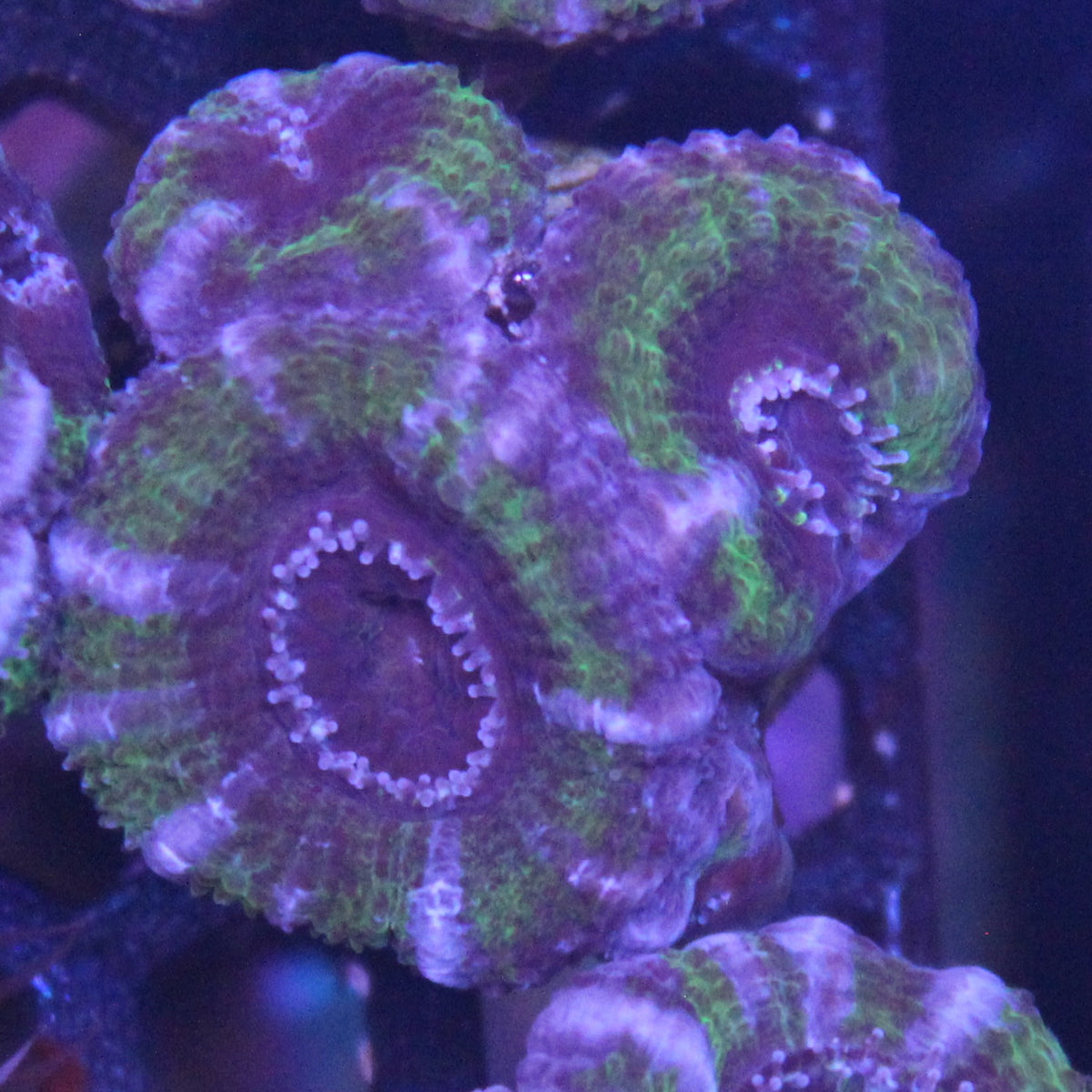 Green Acan